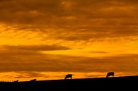 Zonsondergang boven  grazende koeien van John Kreukniet thumbnail
