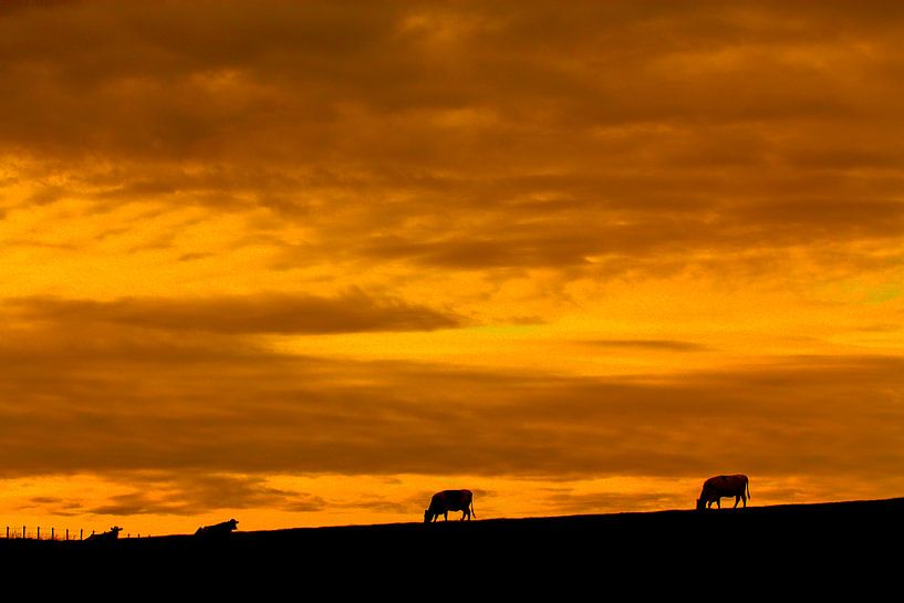 Zonsondergang boven  grazende koeien van John Kreukniet