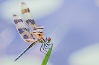 In balance by Hennie Zeij thumbnail
