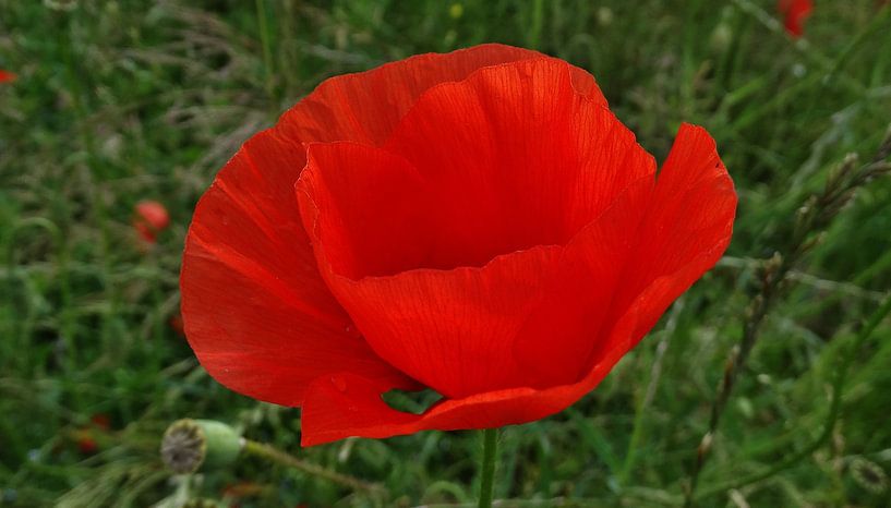 Klaproos by Janny Bergh