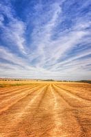 golden wheat under a bright blue sky