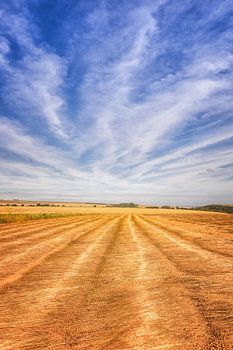 goudgeel graan onder een knalblauwe hemel