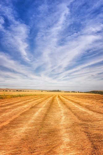 blé doré sous un ciel bleu éclatant