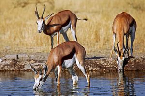 Drinking springboks, Africa wildlife sur W. Woyke
