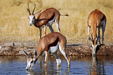 Drinking springboks, Africa wildlife van W. Woyke