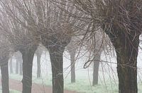 Winterswilgje