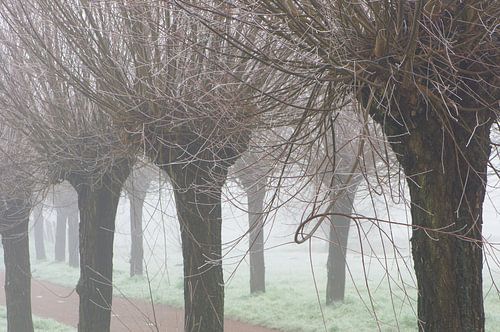 Winterswilgje