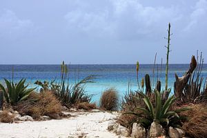 Plage de Malmok