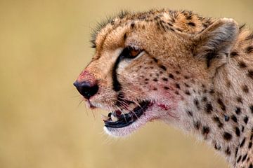 Bloody Cheetah van Peter Michel