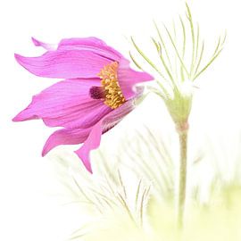 Le portrait d'un cow-boy