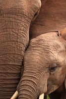 Close up of african elephant mother and calf