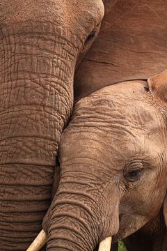 Close up van afrikaanse olifant moeder en kalf