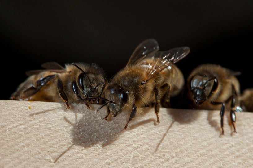 Honey bees on a shelf in the sun. by Joost Adriaanse