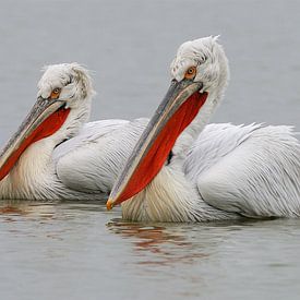 Dalmatian Pelicans III by Harry Eggens