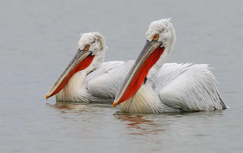 Kroeskoppelikanen III van Harry Eggens