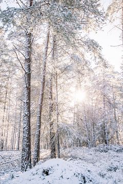 Salland Ridge in the Snow - Beautiful Winter Landscape by Wandeldingen