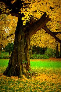 De oude ginkgoboom