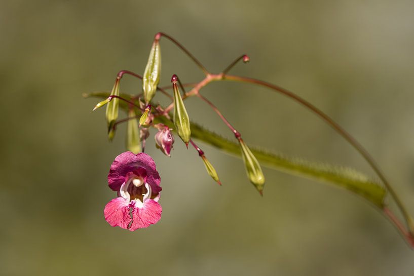Balsemien van Steffie van der Putten