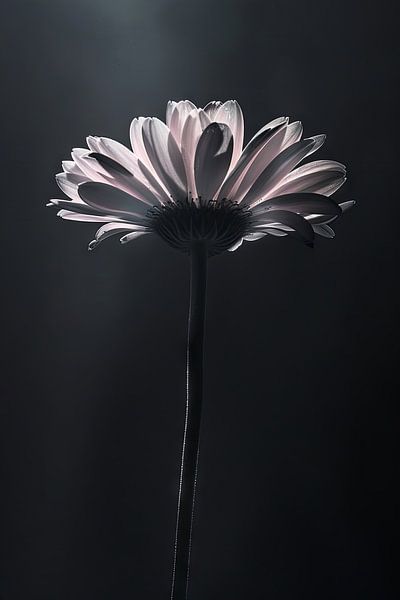 Gerbera by Poster Art Shop