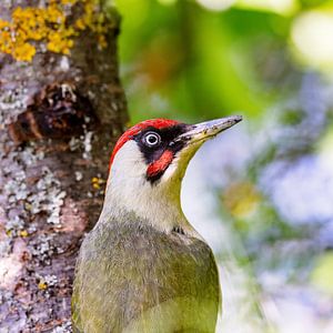 Grünspecht (Picus viridis)