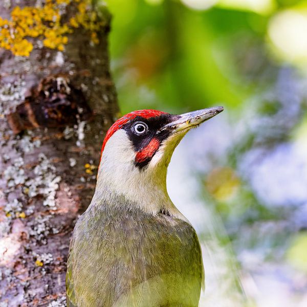 Groene specht (Picus viridis) van Dirk Rüter