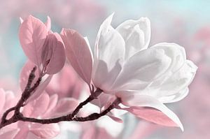 Magnolie
