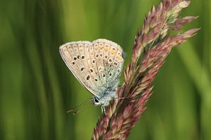 Vlinder von t de bruin