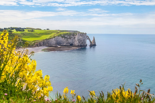 Etretat Aval Cliff and Yellow Flowers, Normandy