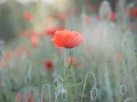 Coquelicot