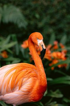 Portret van een oranje Flamingo van Marika Huisman fotografie