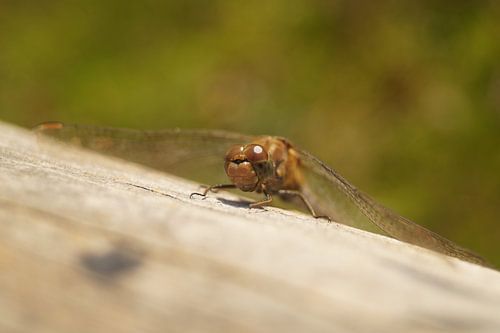 De bruinrode heidelibel