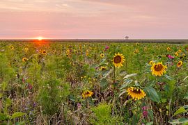 Sea of flowers at dike temple with sunset