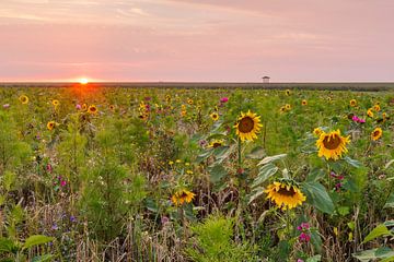 Sea of flowers at dike temple with sunset by Anja Brouwer Fotografie