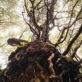 De boom octopus van Anaga van Loris Photography