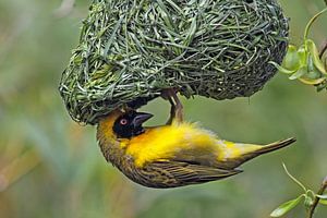Webervogel