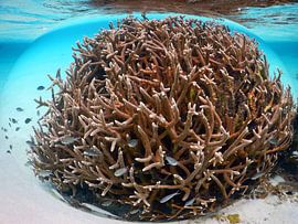 Vissen in een bol gevangen van Silvia Weenink