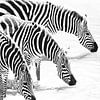Milky Zebras van Roland Smeets