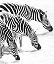 Milky Zebras by Roland Smeets thumbnail