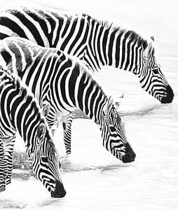 Milky Zebras van Roland Smeets
