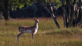 Bambi by Dick Vermeij