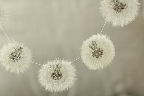 Fluffball (2) by Carla Mesken-Dijkhoff