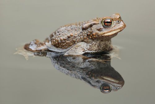 Gewone Pad (Bufo bufo)