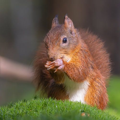 Een eekhoorn eet een hazelnoot