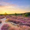 Summer evening in the blooming heath by Michael Valjak