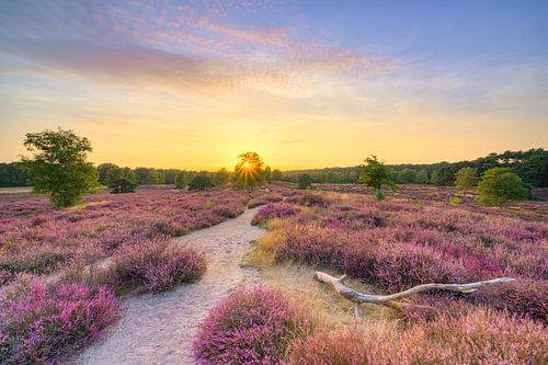 Summer evening in the blooming heath