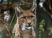 Luchs : Biotop Wildpark Anholter Schweiz von Loek Lobel Miniaturansicht