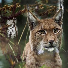 Lynx : parc animalier de biotope Anholter Schweiz sur Loek Lobel