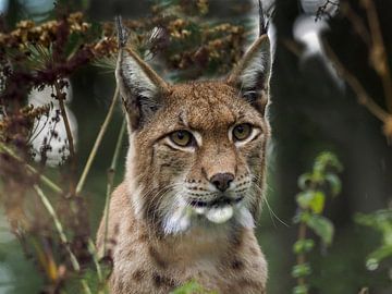 Lynx : biotoop wildpark Anholter Schweiz van Loek Lobel