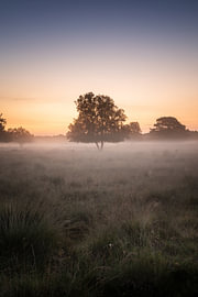 Baumnebel und die blaue Stunde vor Sonnenaufgang von KB Design & Photography (Karen Brouwer)