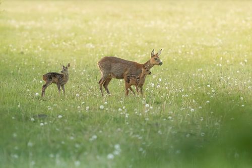 Hirsche mit Kälbern im Abendlicht